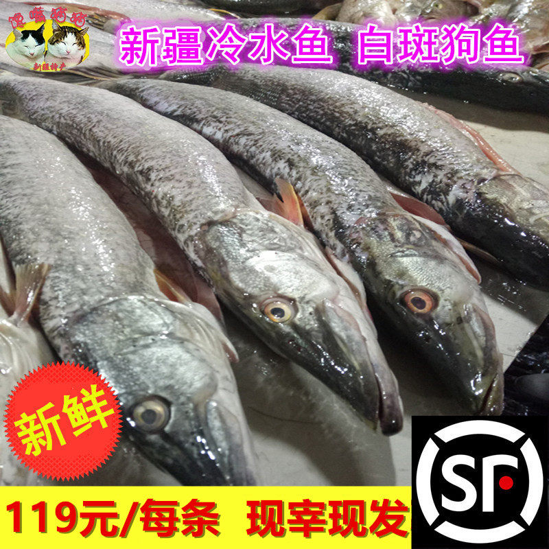 新疆冷水鱼新鲜白斑狗鱼又名乔尔泰现宰现发每条900g左右稀有鱼类