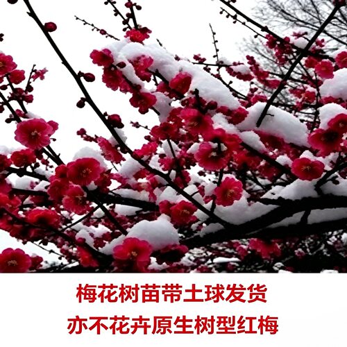 梅花树苗原生红梅盆栽地栽首选