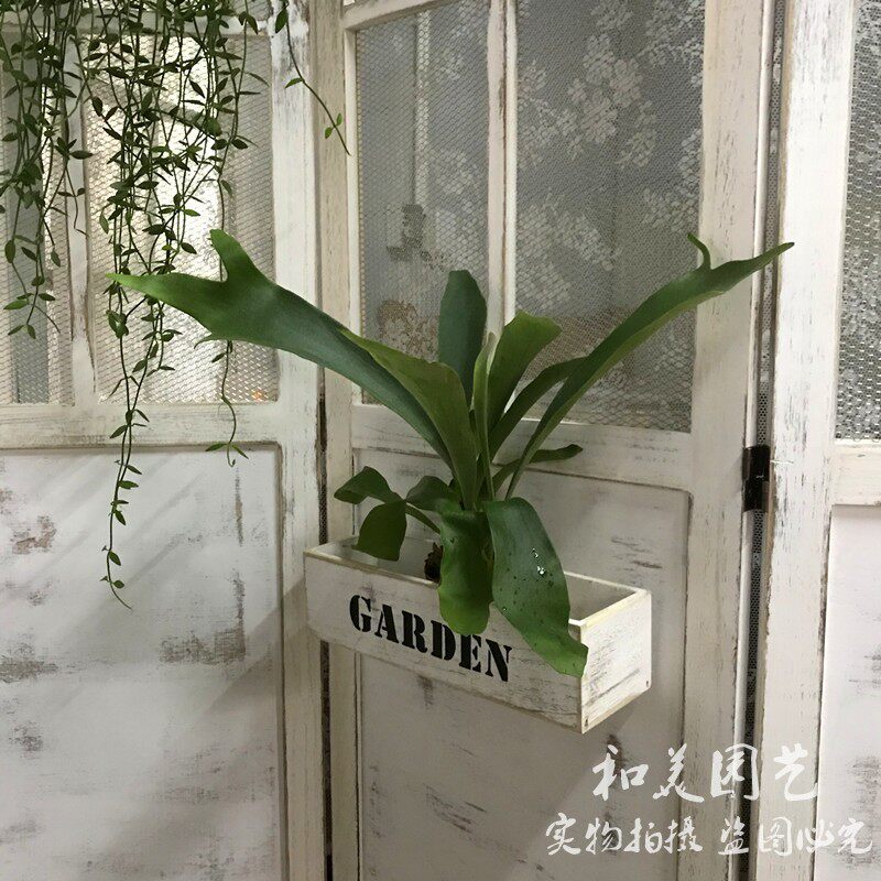 鹿角蕨 室内耐阴蕨类植物 皇后鹿角蕨 二歧鹿角厥 银色长叶鹿角