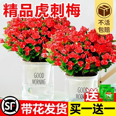虎刺梅铁海棠盆栽大叶大花室内阳台好养绿植物不怕晒不怕冻的花卉