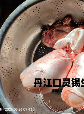 新鲜大头鱼花白鲢鱼泡泡鱼肚鱼鳔鱼花胶纯鱼泡新鲜冷冻500g包邮