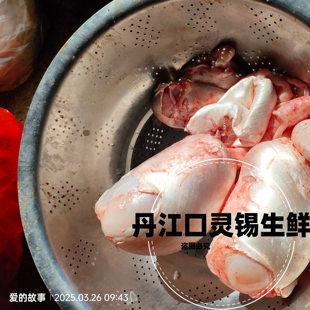 新鲜大头鱼花白鲢鱼泡泡鱼肚鱼鳔鱼花胶纯鱼泡新鲜冷冻500g包邮