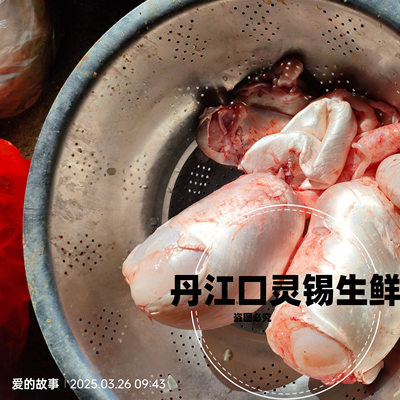 新鲜大头鱼花白鲢鱼泡泡鱼肚鱼鳔鱼花胶纯鱼泡新鲜冷冻500g包邮