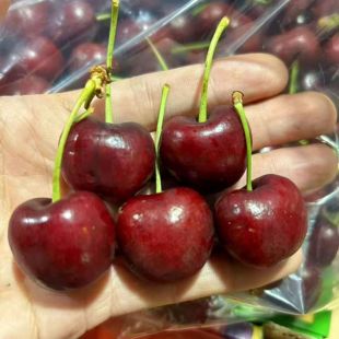 顺丰包邮]智利车厘子Lapins拉宾大樱桃新鲜水果5斤原装进口车厘子