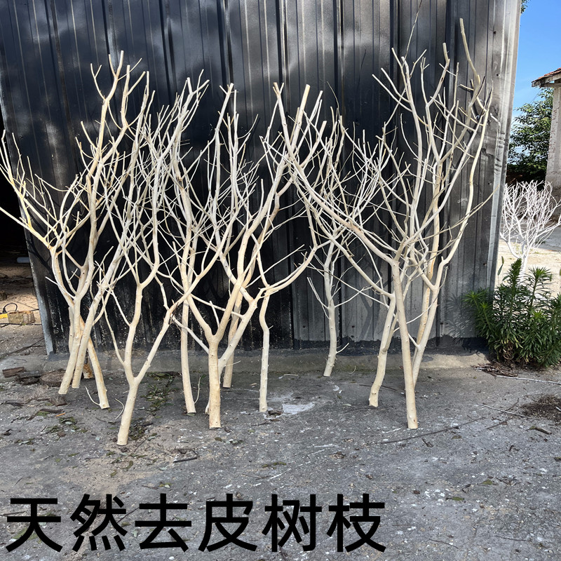 原木树枝干树枝 树枝造景 室内造型树枝枯树枝装饰 去皮树枝 橱窗