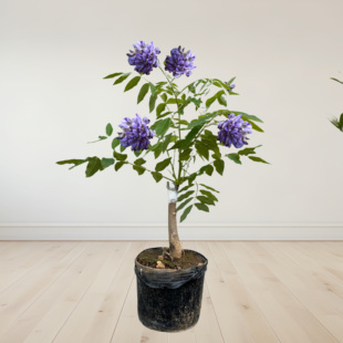 紫藤爬藤攀援架子爬架水晶紫藤四季开白藤藤本绿植阳台花卉藤萝