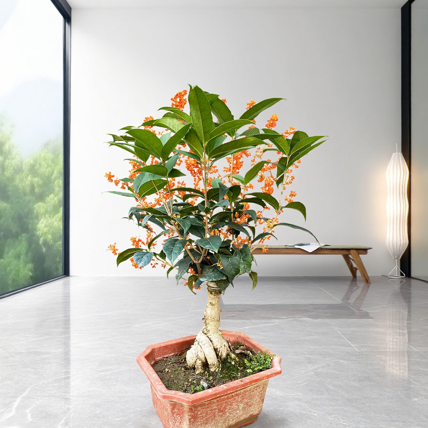 四季丹桂花树苗嫁接老桩盆景