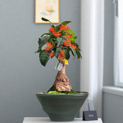 四季金桂花树苗盆栽耐寒盆景