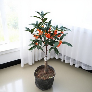 金桂丹桂花盆景盆栽沉香桂绿植花卉四季开阳台室内日香桂花月桂