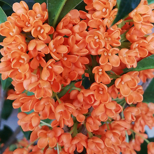 丹桂盆景金桂树苗四季桂花盆栽浓香型银桂朱砂桂花大树桂花树苗
