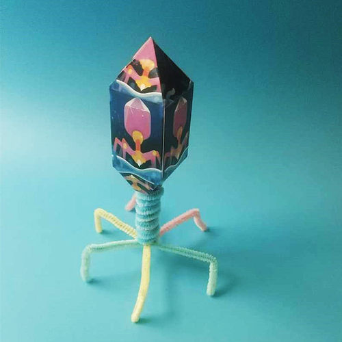 小学生生物噬菌体结构模型DIY