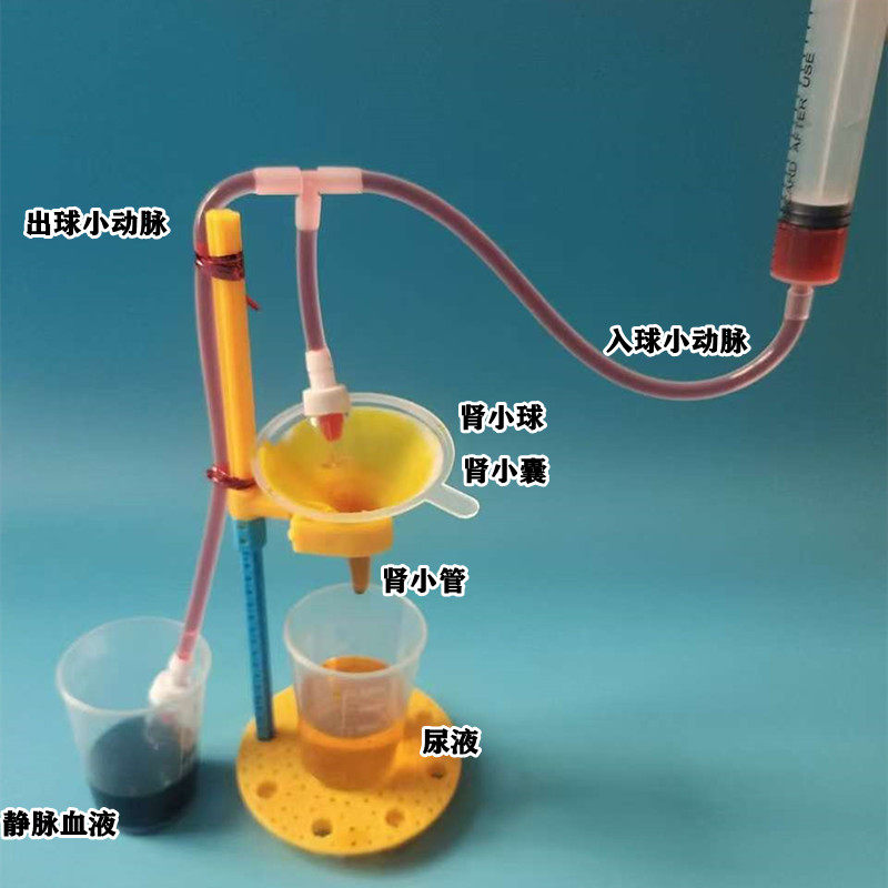 肾过滤肾单位模型手工制作材料包初中生物尿液形成发明科学实验