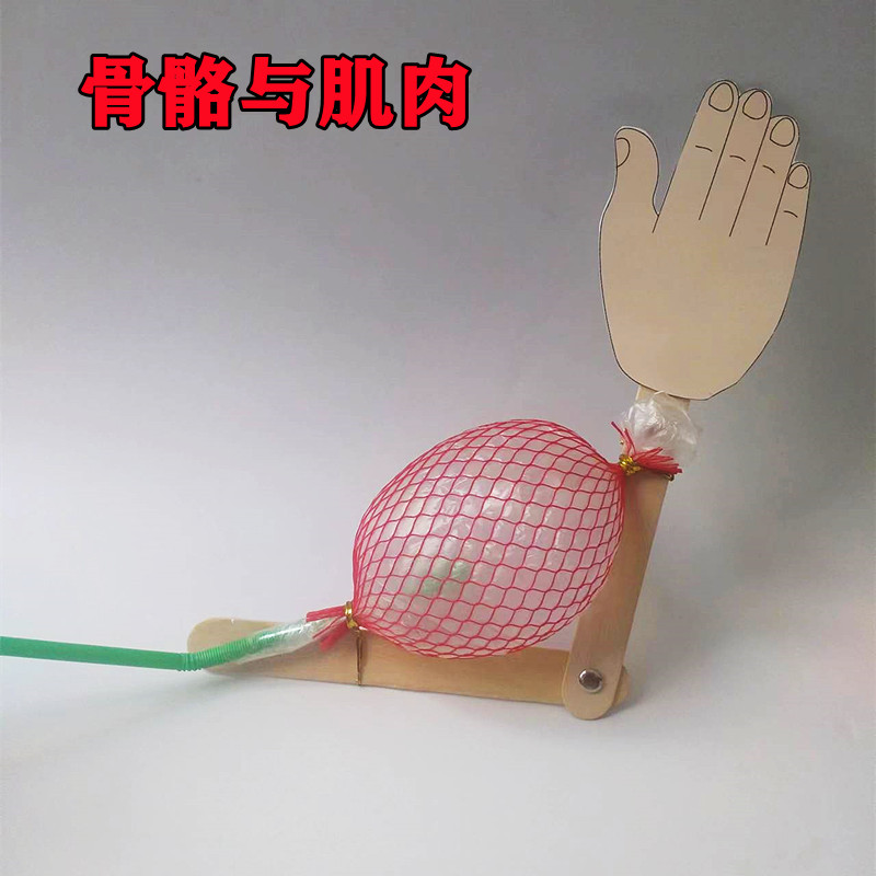 骨骼与肌肉科学实验 DIY手工科技制作小发明生物玩教具培训器材