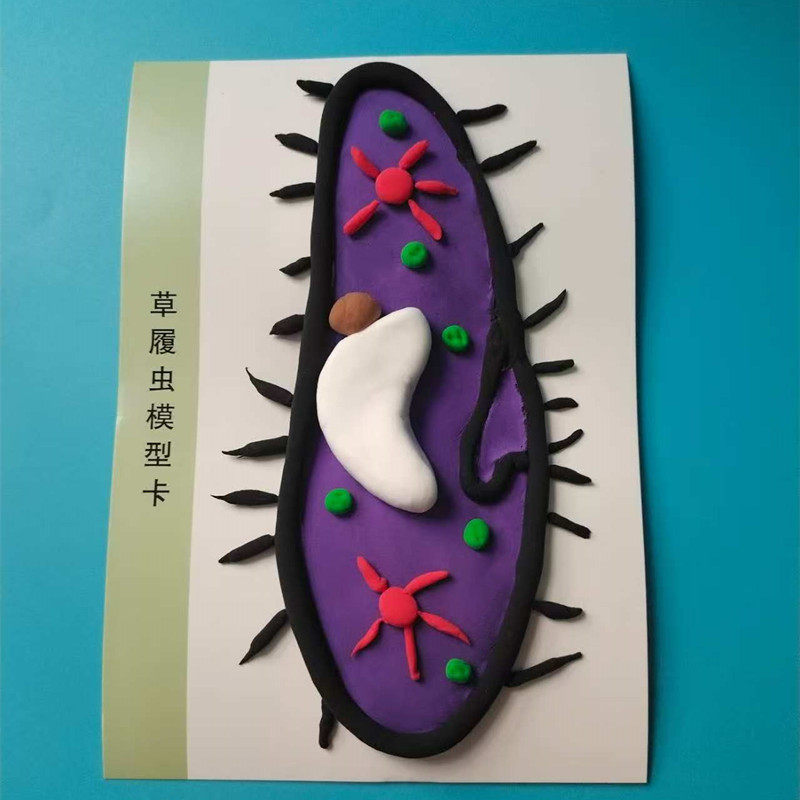 草履虫模型手工制作科学教育玩具儿童益智DIY材料包生物作业教具