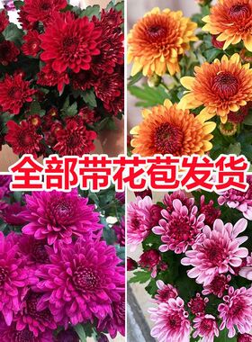 菊花盆栽四季荷兰菊开花卉庭院植物室内花卉绿植乒乓菊带花苞花苗