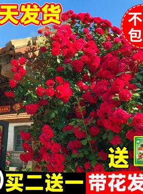 红木香花苗爬藤植物甜蜜黄白木香花树苗四季开花大苗盆栽庭院花卉