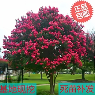 丛生紫薇树苗庭院种植大型紫薇花盆栽美国红火箭绿化风景树苗耐寒