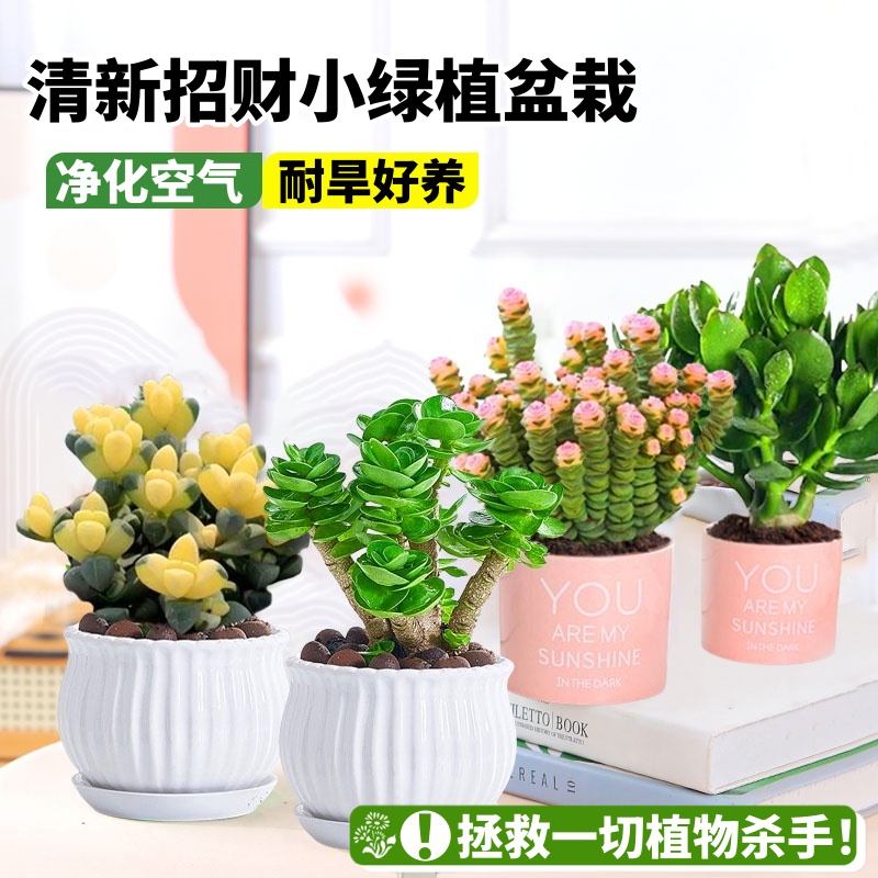 多肉植物盆栽聚财山金钱木绿植室内好养金枝玉叶绿植小盆栽
