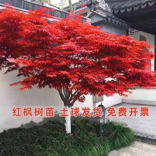 日本红枫树苗四季红舞姬室外枫叶盆景盆栽庭院绿化植物风景花树苗