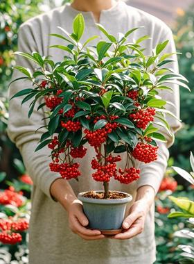 富贵子盆栽带果发货富贵籽花树苗金玉满堂耐寒冻好养植物年宵花卉