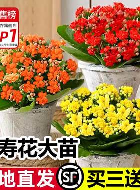 重瓣长寿花盆栽大花带花苞四季种植室内易活好养绿植多肉花卉植物