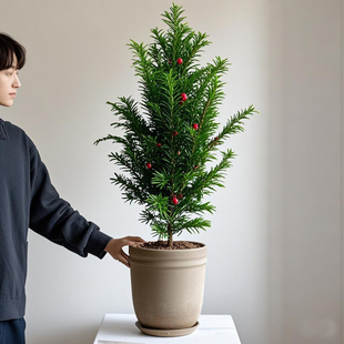 南方红豆杉树苗盆景老桩造型室内大型花卉圣诞树盆栽小绿植