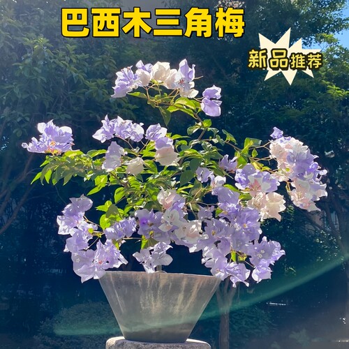 三角梅带花盆栽大苗爬藤重瓣植物室内阳台庭院树苗四季开花卉不断