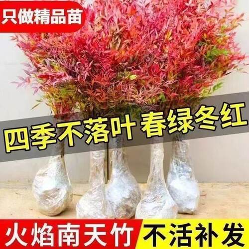 火焰南天竹树苗耐寒红叶盆栽易活