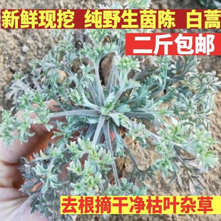 2024陈三月新鲜现采现发整棵新货中药材包邮白蒿棉蒿粑粑蒿坏单包