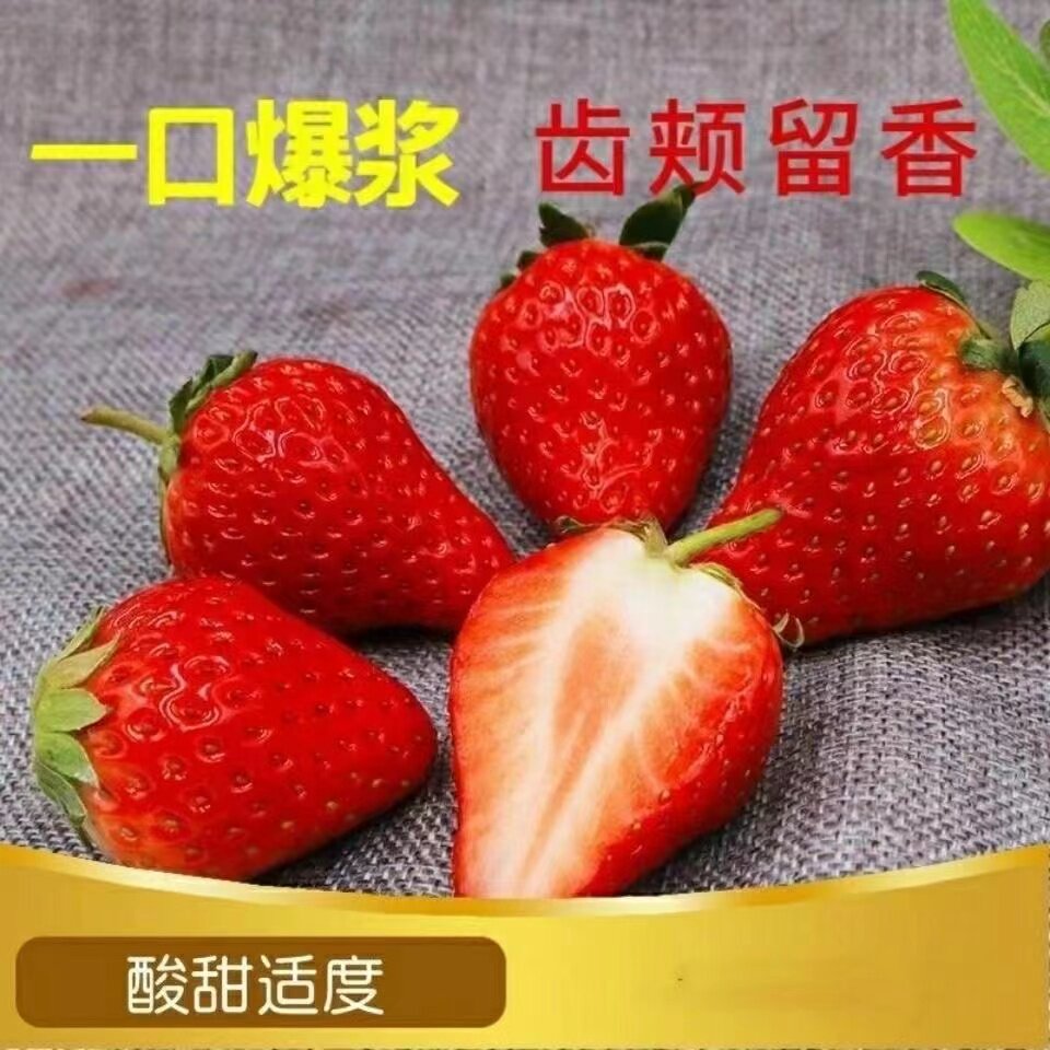 云南高山双流四季商用草莓冰糖葫芦奶茶店烘焙冷饮果酱专用批发