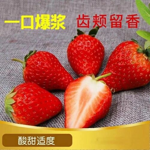 云南高山双流四季商用草莓冰糖葫芦奶茶店烘焙冷饮果酱专用批发