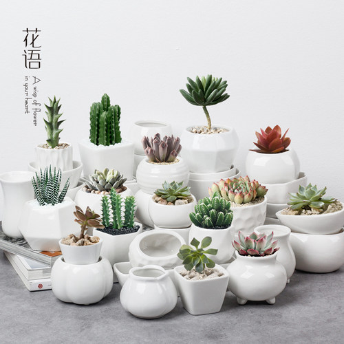 多肉花盆陶瓷花盆植物白色小花盆