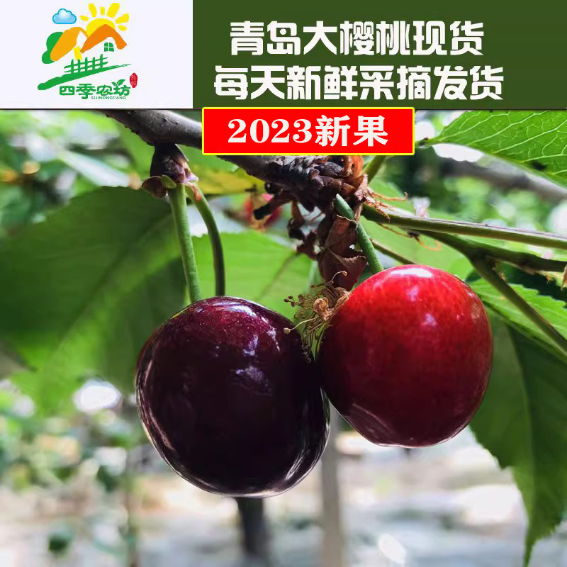 山东青岛大红灯樱桃车厘子当季新鲜孕妇水果2-5斤现货樱顺丰包邮