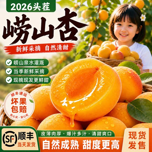 青岛崂山当季新鲜纯甜杏子