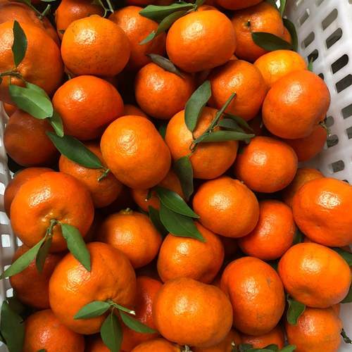 新鲜现摘四川桔无农药红橘子