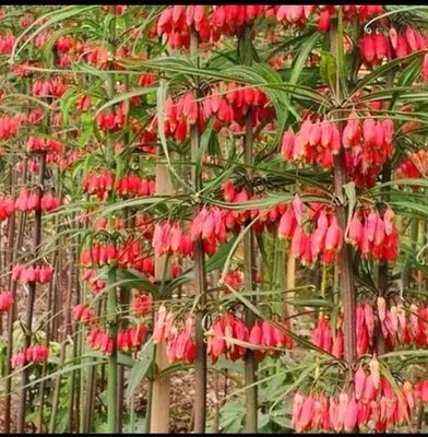 四川滇黄精，红花存活率高