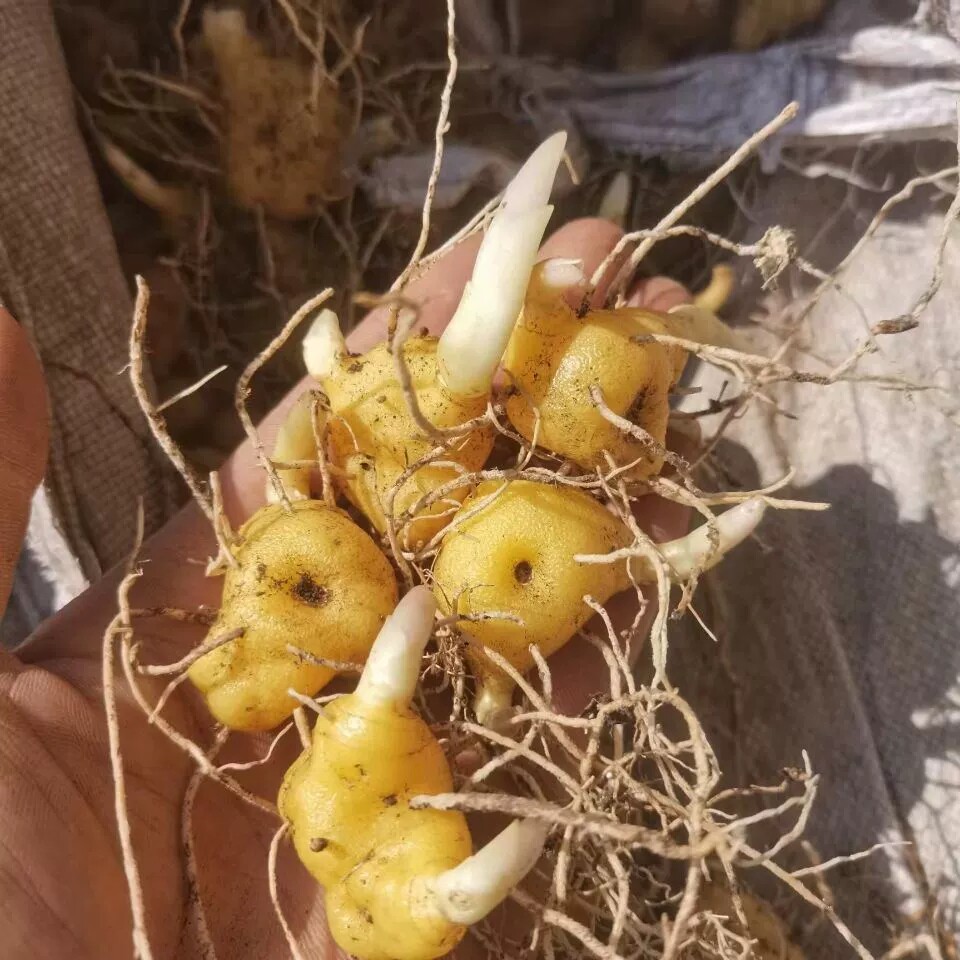 珍贵药材黄精老虎姜滇黄精苗姜型黄精苗鸡头黄精块茎芽头苗图片