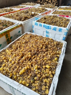 黄精种苗,多花黄精,鸡头黄精,种苗新鲜