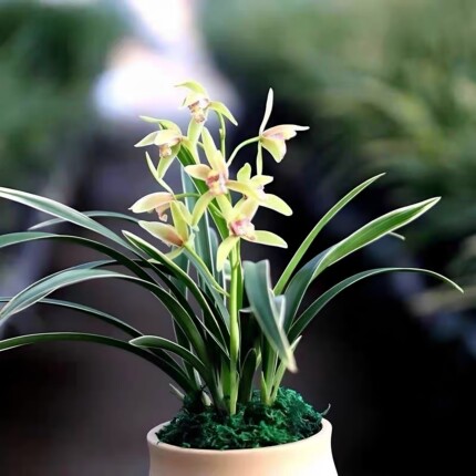 兰花金边矮种建兰好养护适合新手花香味浓郁桌面绿植花卉