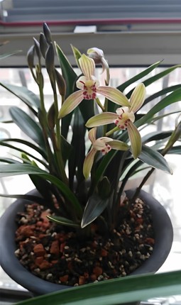 兰花建兰矮种四季达摩叶带金边花香浓郁桌面绿植盆栽花卉