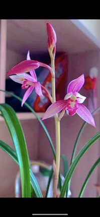 兰花苗四季建兰市长红原盆原土发货浓香粉色花花期长开花勤好养护