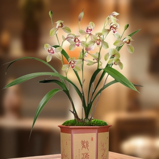 建兰名品君荷原盆原土发货花香浓郁经典荷瓣花开花勤好养护