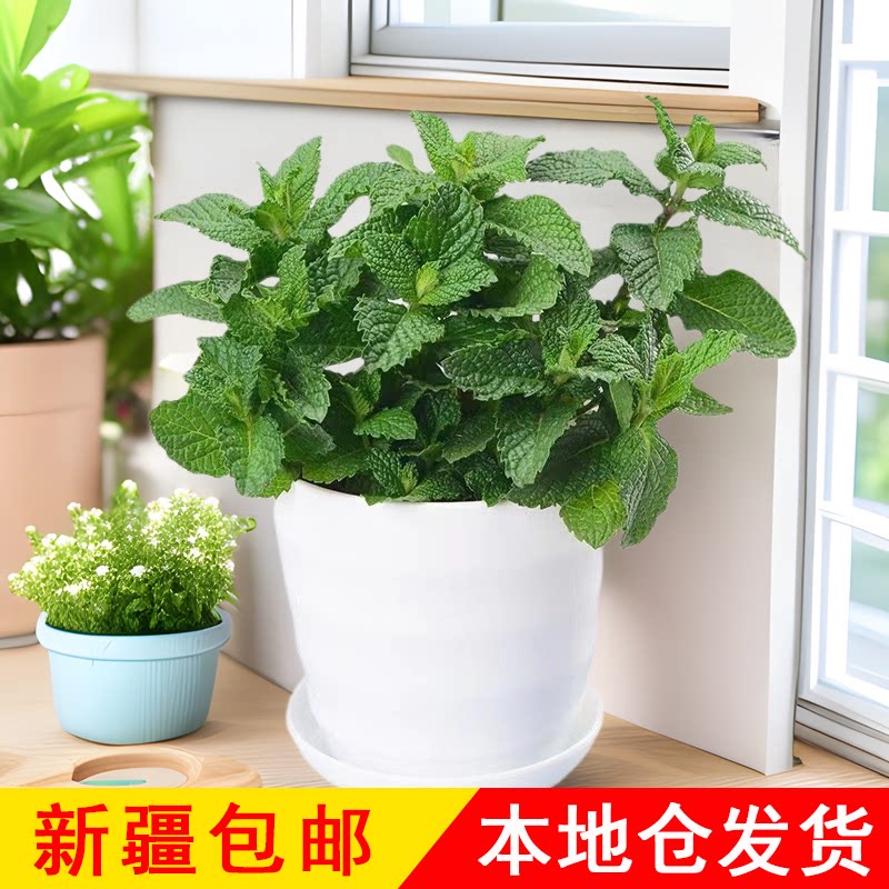 可食用新鲜好养植物室内清凉茶