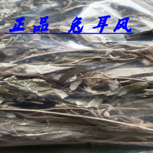 野生兔儿风药材  杏香兔儿风 金边兔耳风心肺草石凤丹500克包邮