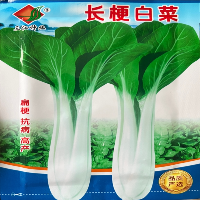 长梗白菜种子 杭州特色菜冬腌菜炒二冬 杭州特有青菜白菜蔬菜种子