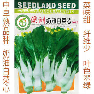 高产好吃蔬菜种子奶油白菜心种子 菜芯种子 澳洲奶油白菜心 奶白
