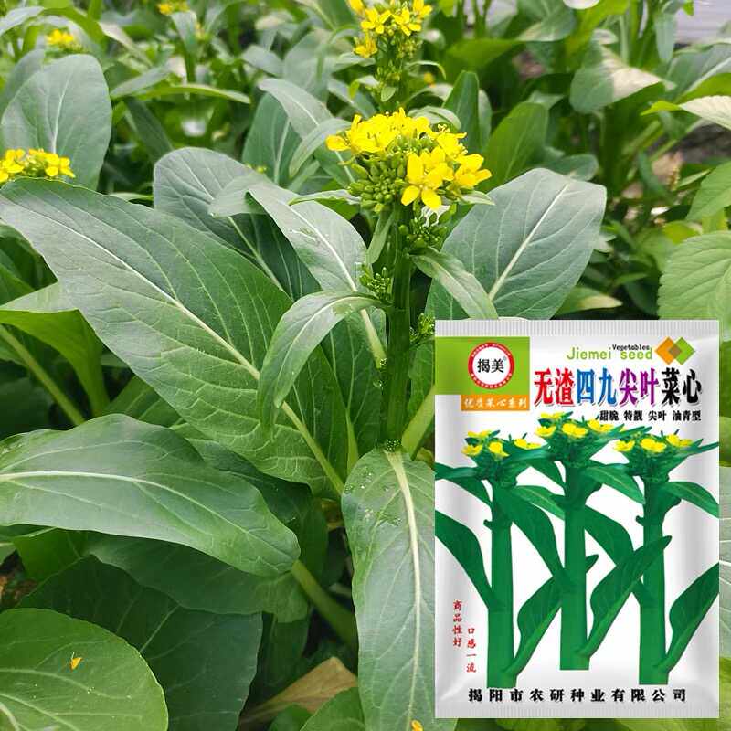揭美无渣四九尖叶菜心种子 甜脆油青菜心籽 农业阳台盆栽蔬菜种子
