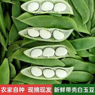 3斤白玉豆新鲜特产江西上饶崇明洋扁豆白芸豆花豆子1斤福建现摘