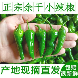 新上市余干薄皮辣椒农家特产江西辣椒余干枫树土辣椒青椒应季现摘