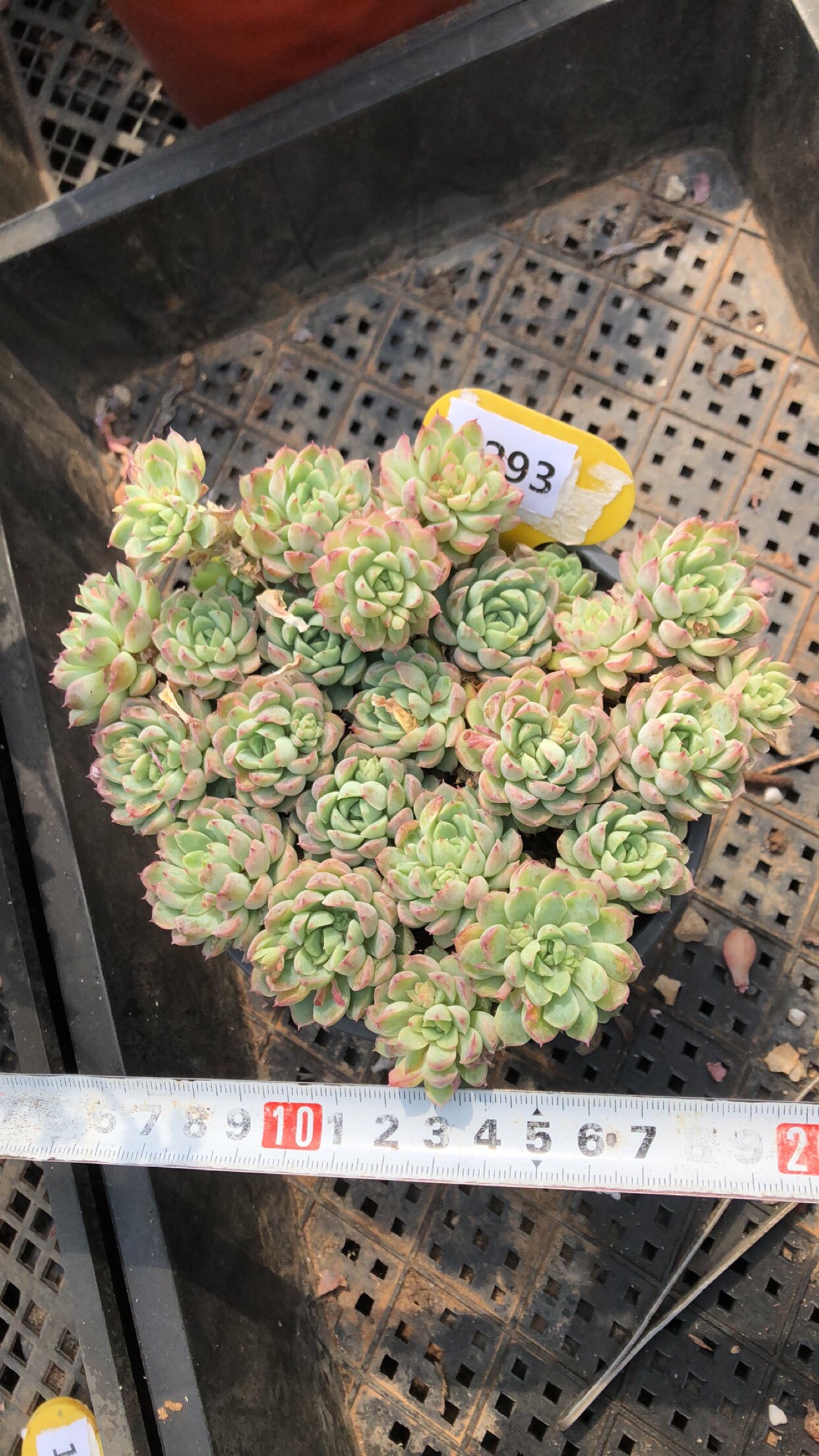 1293萌蛋小红蛋不包整损清棚多肉植物一物一拍非偏远38包邮4.13拍